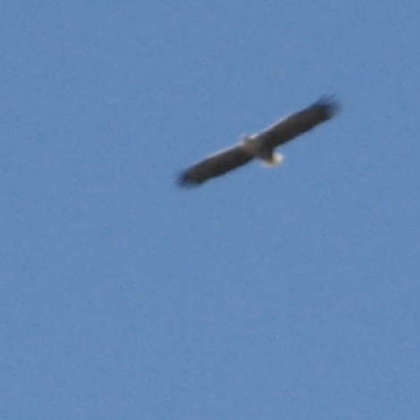 seeadler über dem haussee