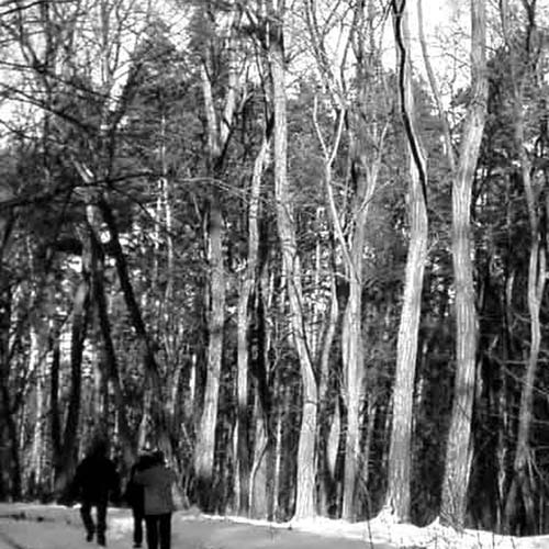 winterwald bei obersdorf