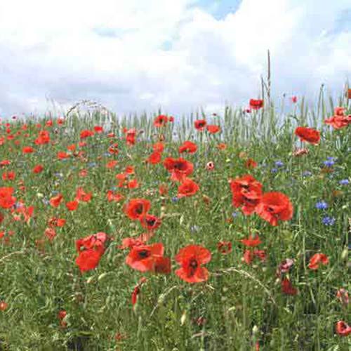 klatschmohn bei obersdorf